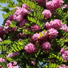 15 ROSE LOCUST / Pink ACACIA Flower Robinia Hispida Fertilis Tree Shrub Seeds