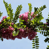 15 ROSE LOCUST / Pink ACACIA Flower Robinia Hispida Fertilis Tree Shrub Seeds