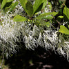 3 FRINGE TREE Chionanthus Virginicus Old Man's Beard White Flower Seeds
