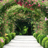 5 PINK CLIMBING ROSE Rosa Bush Vine Climber Fragrant Butterfly Flower Seeds