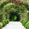 5 RED CLIMBING ROSE Rosa Bush Vine Climber Fragrant Butterfly Flower Seeds