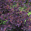 30 PURPLE SMOKE TREE Shrub Smokebush Cotinus Coggygria Rhus Cotinus Sumach Seeds
