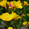 1000 YELLOW EVENING PRIMROSE Oenothera lamarckiana Flower Seeds
