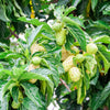 20 NONI Cheese Fruit Great Morinda Citrifolia Indian Beach Mulberry Shrub Tree Seeds