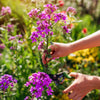 1500 DAMES ROCKET (Danask Violet) Hesperis Matronalis Dame's Purple Flower Seeds