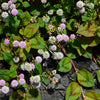 20 PUNCHING BALLS Pink Buttons Persicaria Capitata Polygonum Flower Seeds
