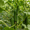 100 LONG Green IMPROVED CUCUMBER Slicing Cucumis Sativus Fruit Vegetable Seeds