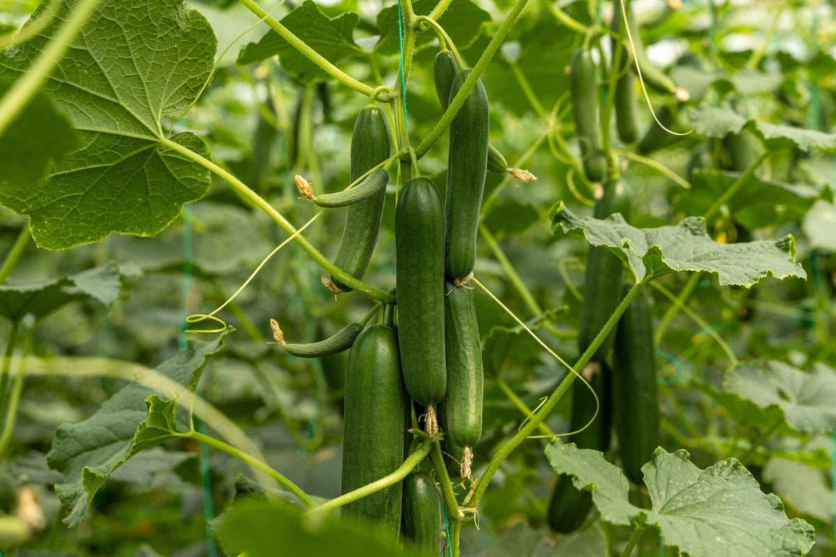 Long Green Improved Cucumber Slicing Cucumis Sativus Fruit Vegetable Seeds – photo 2