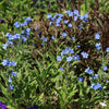 500 Blue Chinese FORGET ME NOT (Hounds Tongue) Cynoglossum Amabile Flower Seeds