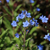 500 Blue Chinese FORGET ME NOT (Hounds Tongue) Cynoglossum Amabile Flower Seeds