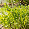 10 SHINING BLUESTAR Ozark or Showy Blue Star Amsonia Illustris Flower Seeds