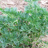 500 ABSINTHE WORMWOOD Common Artemisia Absinthium Green Ginger Herb Flower Seeds