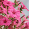 100 PINK PETUNIA Hybrida Pollinator Garden Container Flower Seeds