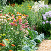 Tall Double Mixed Colors Strawflower Helichrysum Monstrosum Flower Seeds – photo 15