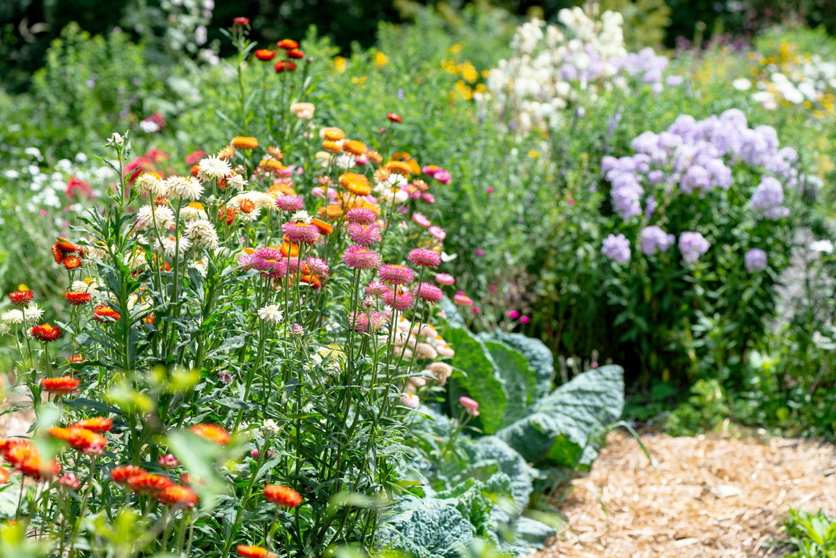 Tall Double Mixed Colors Strawflower Helichrysum Monstrosum Flower Seeds – photo 15