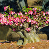 Mixed Desert Rose / Adenium Obesum African Houseplant Flower Seeds – photo 13