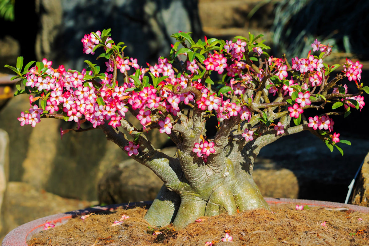 Mixed Desert Rose / Adenium Obesum African Houseplant Flower Seeds – photo 13