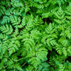 20 SWEET CICELY Myrrhis Odorata Herb Fragrant Flower Licorice Flavor Seeds