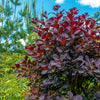 30 PURPLE SMOKE TREE Shrub Smokebush Cotinus Coggygria Rhus Cotinus Sumach Seeds