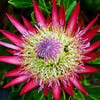 5 Giant KING PROTEA Cynaroides Sugarbush Rare 12" Flower Seeds