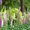 Foxglove Excelsior Mix Seeds – Digitalis Purpurea Mixed Colors Flower – photo 3