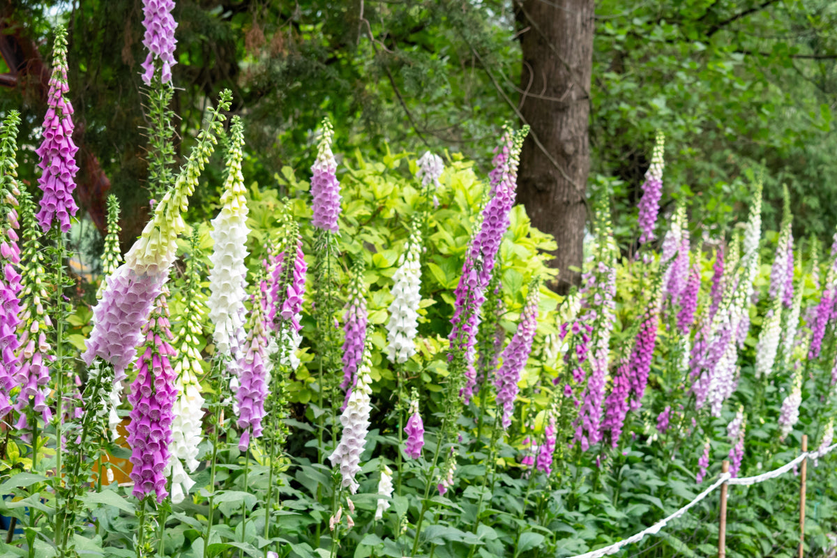 Foxglove Excelsior Mix Seeds – Digitalis Purpurea Mixed Colors Flower – photo 3