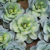500 DANISH BALLHEAD CABBAGE Brassica Oleracea Capitata Vegetable Seeds
