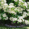 50 CLIMBING HYDRANGEA Anomala Petiolaris Vine Flower Seeds