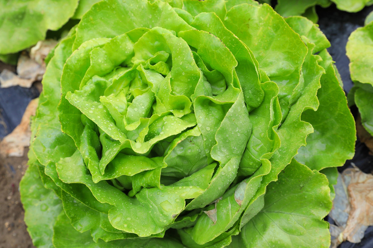 Bibb Lettuce Seeds – (Limestone Lettuce) Lactuca Sativa Vegetable