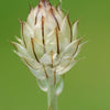 25 WHITE CUPID'S DART Love Plant Catananche Caerulea Flower Seeds