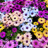 20 MIXED COLORS OSTEOSPERMUM Ecklonis African Cape Daisy Flower Seeds