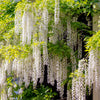 5 WHITE WISTERIA Floribunda Alba Ornamental Japanese Flower Vine Seeds