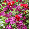 10 MIXED HYBRID CLEMATIS Hybrida Red Purple Pink Blue Bicolor Flower Vine Seeds