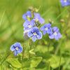 25 BLUE STREAK SPEEDWELL Veronica Gentianoides Flower Seeds