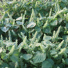 300 GREEN SHISO aka PERILLA Frutescens Ornamental Herb Seeds Green & Purple