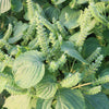 300 GREEN SHISO aka PERILLA Frutescens Ornamental Herb Seeds Green & Purple