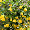 30 Mixed Colors FLOWERING MAPLE (Chinese Bell Flower) Abutilon Hybridum Shrub Bush Small Tree Seeds