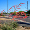 25 RED YUCCA Hesperaloe Parviflora aka Hummingbird, Coral, & Texas Yucca Flower Seeds