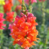250 ORANGE WONDER SNAPDRAGON Antirrhinum Majus Flower Seeds