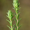 20 MEDITERRANEAN THYME Spiked Thymbra Spicata Pink Savory Herb Za’atar Perennial Herb Flower Seeds