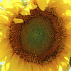 Early Mammoth Russian Sunflower Seeds – Helianthus Annuus Flower – photo 10
