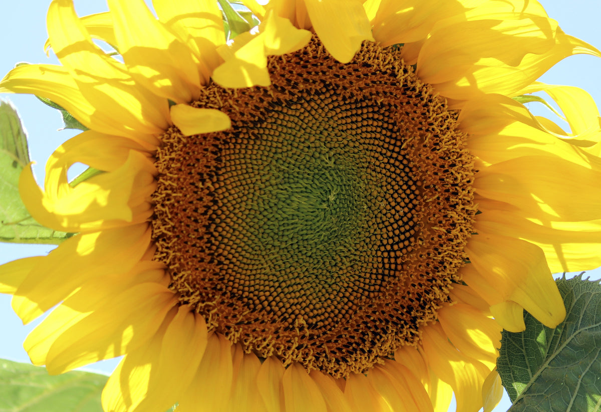 Early Mammoth Russian Sunflower Seeds – Helianthus Annuus Flower – photo 10