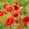 1000 PEPPERBOX POPPY MIX Papaver Somniferum Mixed Colors Red Violet Flower Seeds