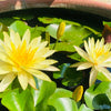 5 BOWL LOTUS Mixed Colors Dwarf Nelumbo Nucifera Aquatic Flower Seeds