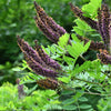 50 FRAGRANT FALSE INDIGO (Dwarf Wild Indigo) Amorpha Nana Flower Seeds