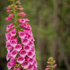 1000 PINK FOXGLOVE Digiitalis Purpurea Flower Seeds