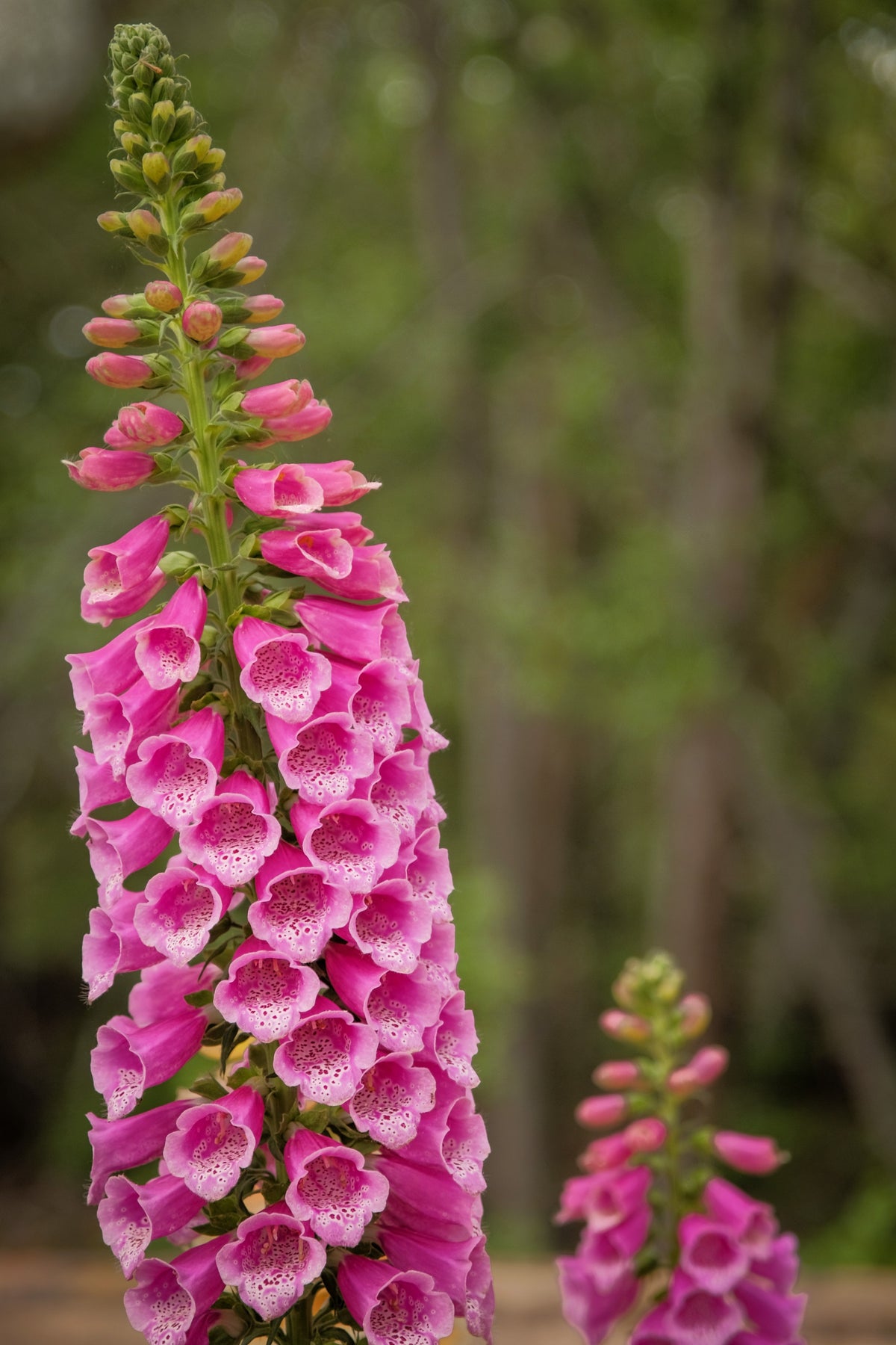 Seeds Mixed Foxglove Seeds – Digitalis Purpurea Flower – photo 16