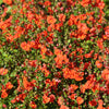 50 SCARLET MASK FLOWER Hummingbird Plant Red Alonsoa Warscewiczii Seeds