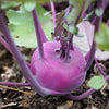 2000 PURPLE VIENNA KOHLRABI Brassica Oleracea Gongylodes Vegetable Seeds