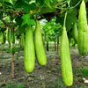 25 LUFFA SPONGE GOURD (Vegetable Sponge / Smooth Luffa / Sponge Loofa / Climbing Okra / Dishrag Gourd) Luffa Cylindrica Vine Seeds